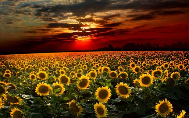 Cute Sunflower Background Free Download.