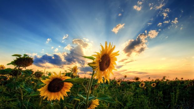 Cute Sunflower Background HD.