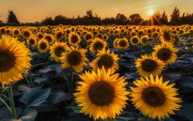 Cute Sunflower Background HD Free download.