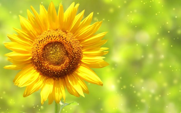 Cute Sunflower Computer Background.