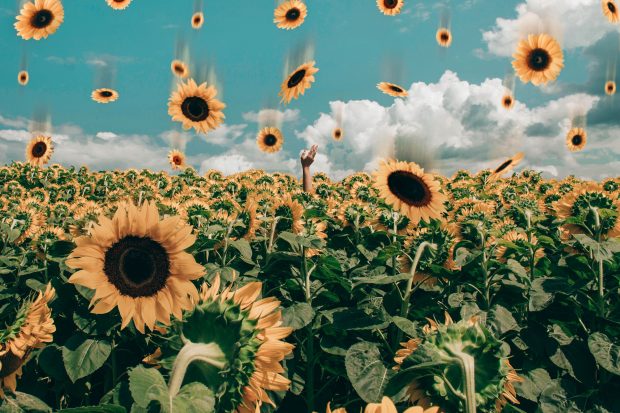 Cute Sunflower Desktop Background.