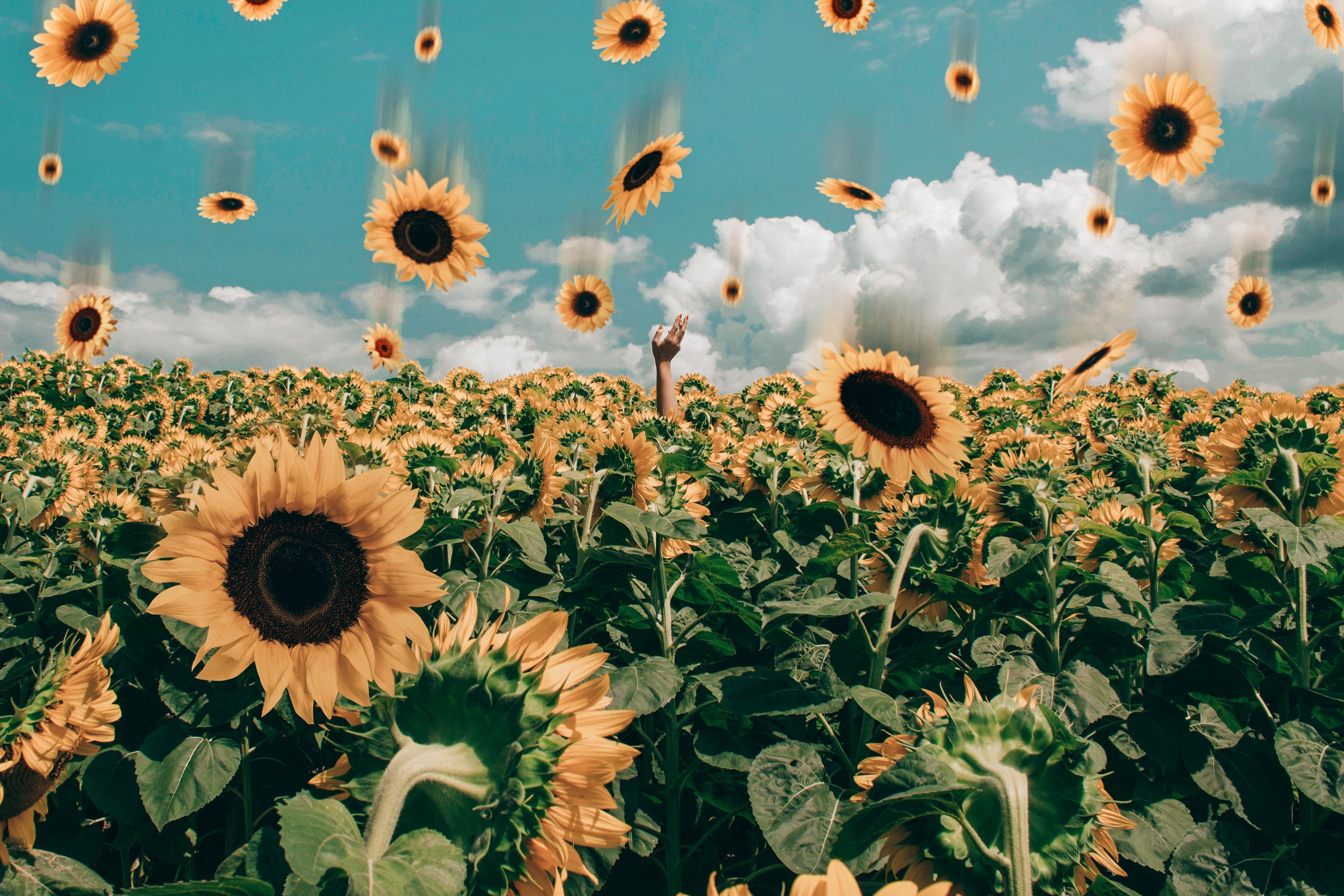 Sunflower Wallpaper Images  Free Download on Freepik