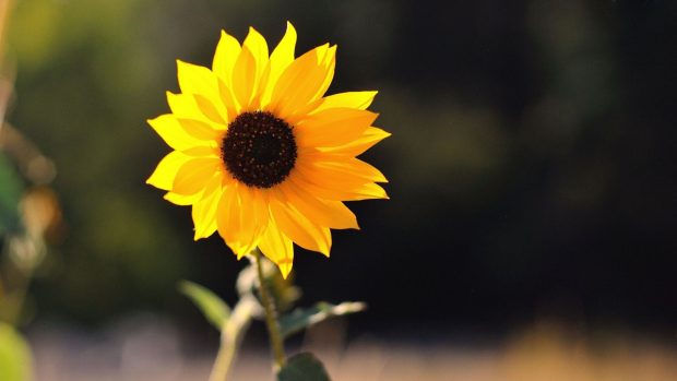 Cute Sunflower Desktop Background.