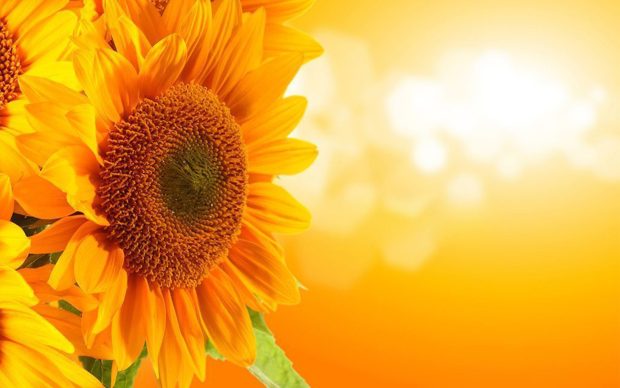 Cute Sunflower HD Wallpaper.