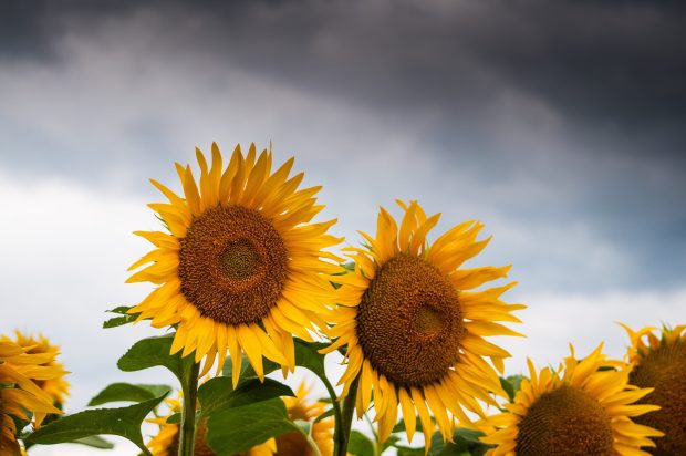 Cute Sunflower Laptop Background HD.