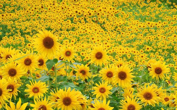Cute Sunflower Wallpaper HD.