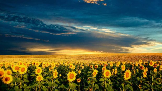 Cute Sunflower Wide Screen Background.