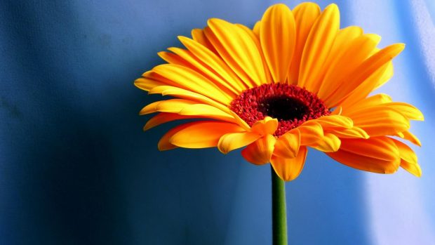 Cute Sunflower Wide Screen Background HD.