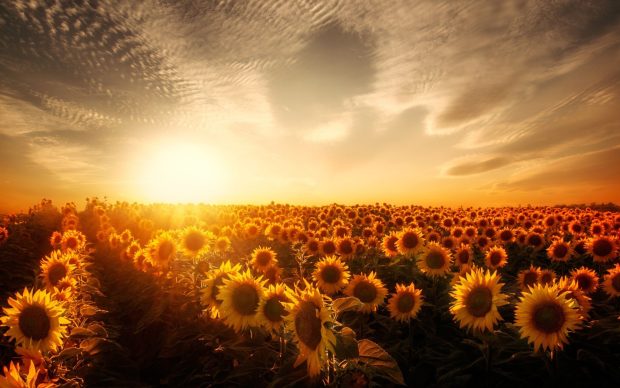 Cute Sunflowers Background.
