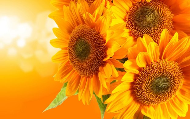 Cute Sunflowers Wallpaper HD.