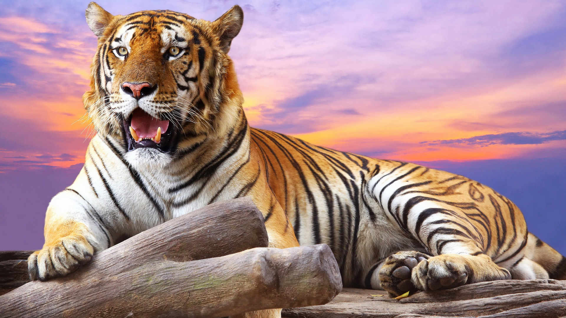 Cute Tiger Images Wallpaper HD APK for Android Download