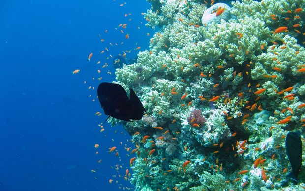 Cute Underwater Background.