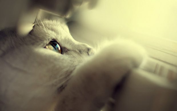 Cute Wallpaper HD Desktop White Cat.