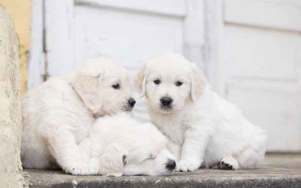 Cute White Backgrounds Dogs.