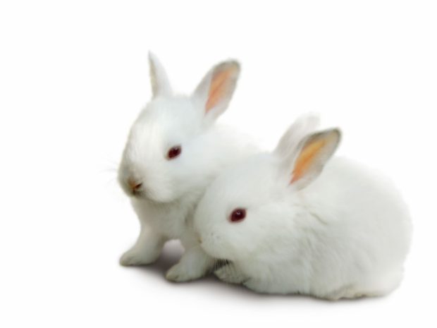 Cute White Backgrounds High Resolution Bunny.