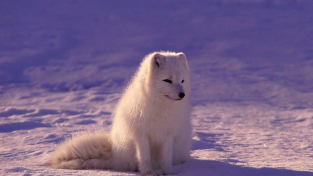 Cute White Backgrounds Snow Fox.