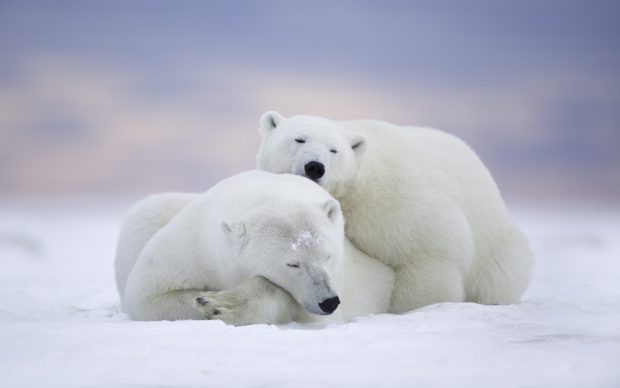 Cute White Bear Wallpaper HD.