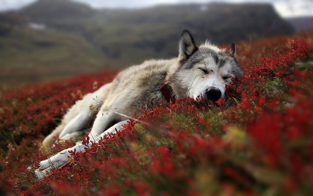 Cute Wolf Background.