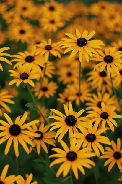 Cute Yellow Wallpaper High Resolution Sunflower.