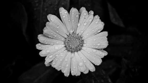 Daisy Aesthetic Wallpaper Black And White.