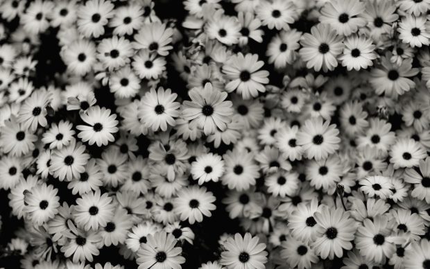 Daisy Flower Aesthetic Laptop Backgrounds.