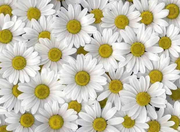 Daisy HD Wallpaper.