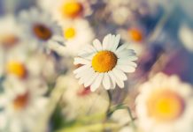 Daisy HD Wallpaper Free download.