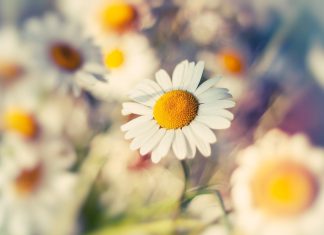 Daisy HD Wallpaper Free download.