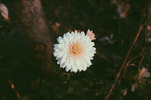 Daisy VSCO Backgrounds HD.