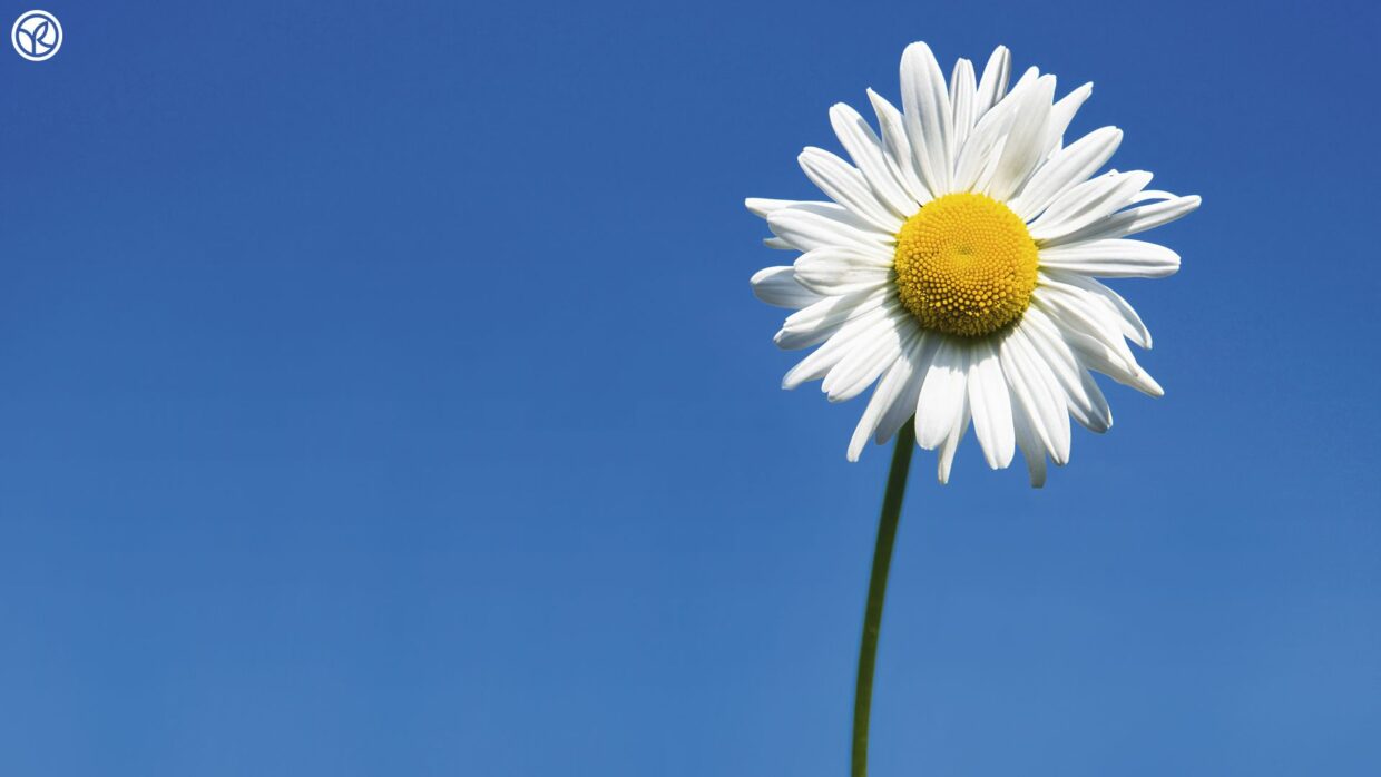 Daisy Wallpapers HD High Quality - PixelsTalk