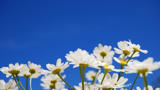 Daisy Wallpaper High Quality.