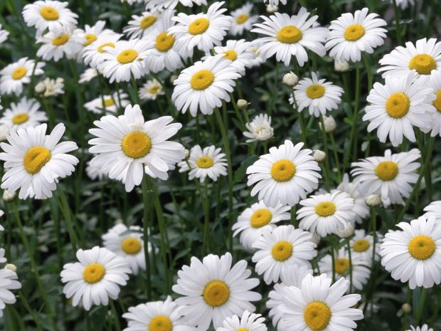 Daisy Wide Screen Wallpaper HD.