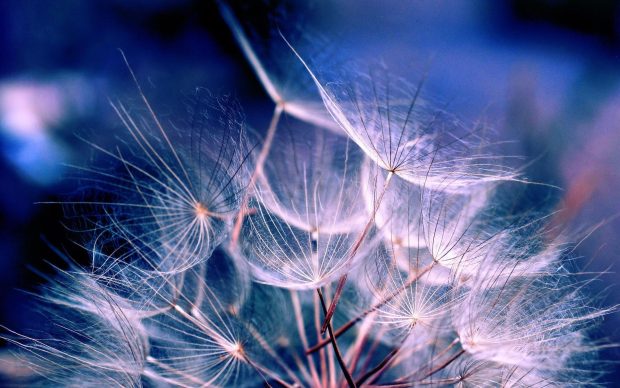 Dandelion Flower Backgrounds Aesthetic.