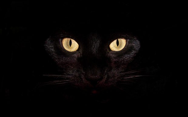 Dark Black Cat Wallpaper HD.