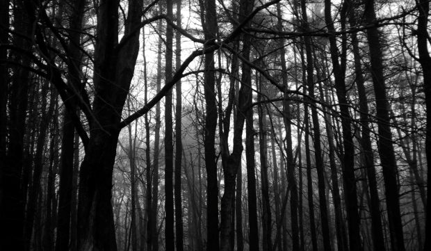 Dark Forest Background Desktop.