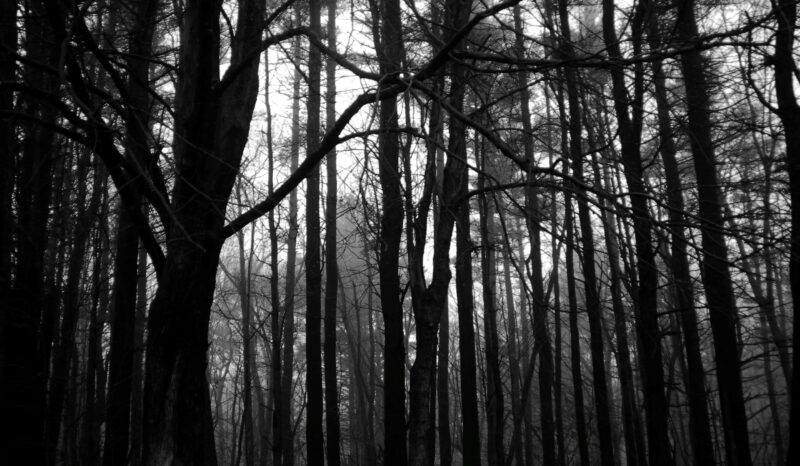 Dark Forest Backgrounds HD High Quality - PixelsTalk