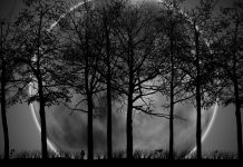 Dark Forest Background HD.