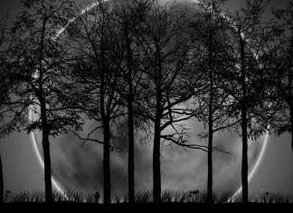 Dark Forest Background HD.