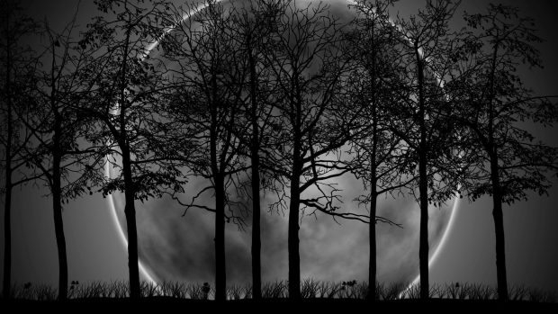 Dark Forest Background HD.