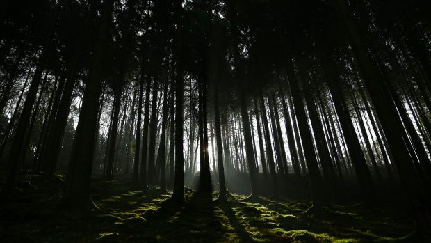 Dark Forest Background HD Free download.