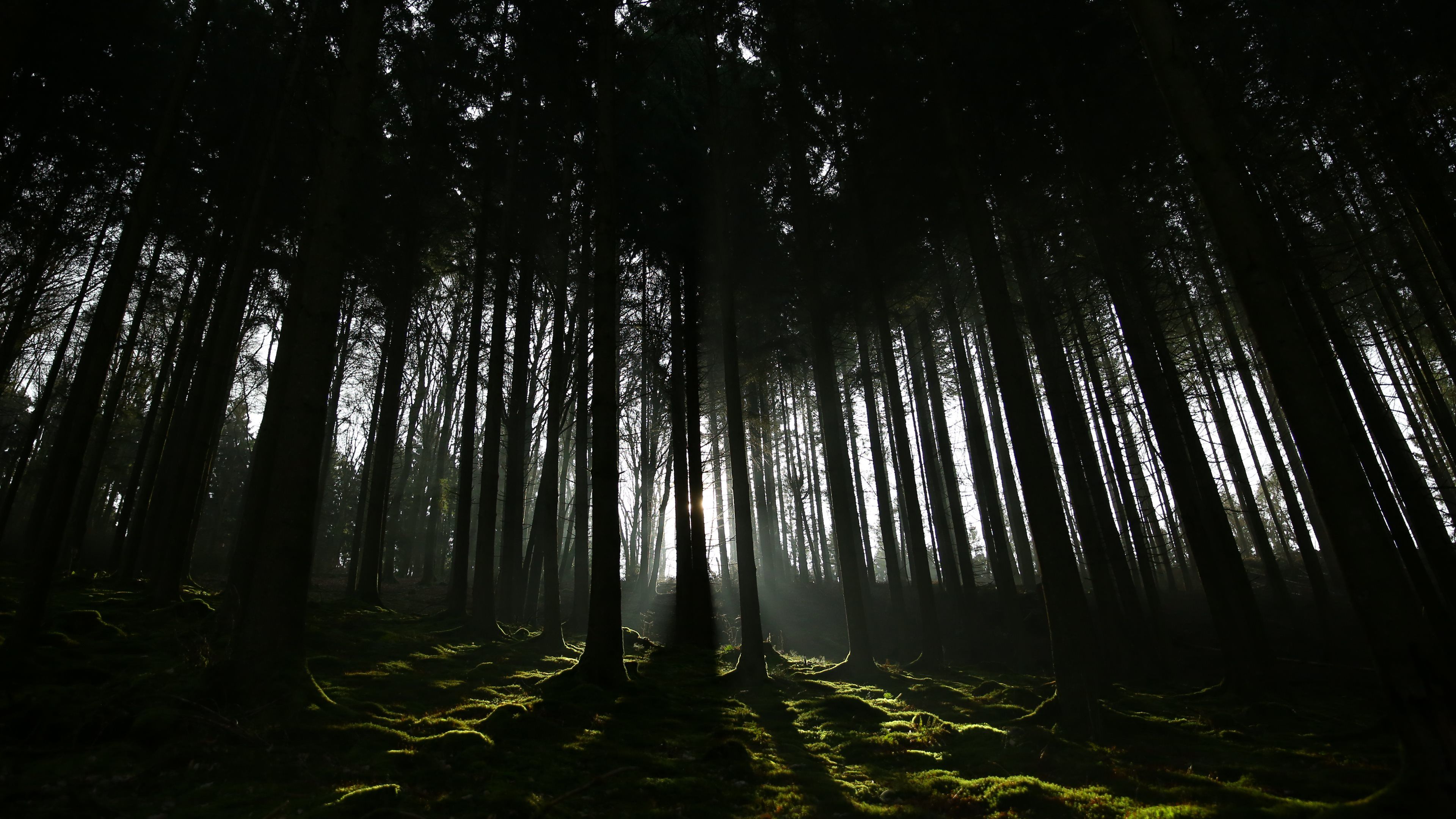 Dark Forest Backgrounds HD High Quality 