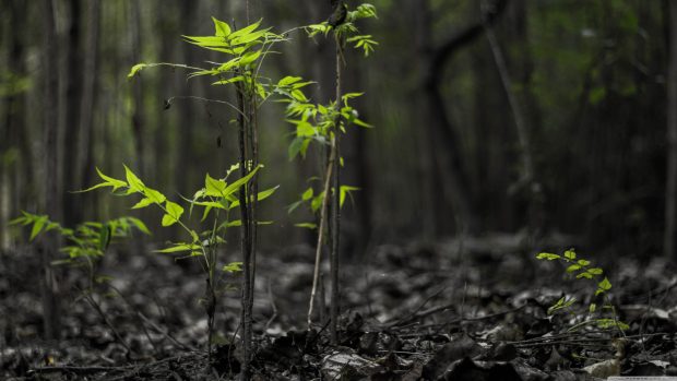 Dark Forest Background High Quality.