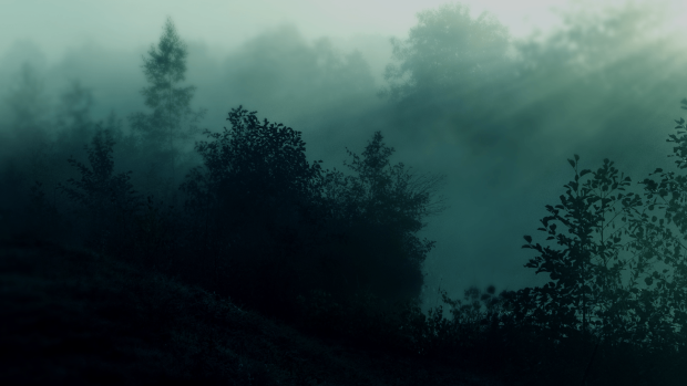 Dark Forest HD Wallpaper.