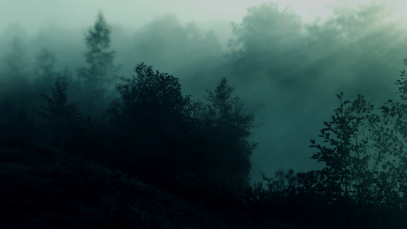 Dark Forest Wallpapers HD High Quality - PixelsTalk