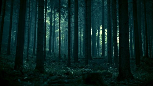 Dark Forest HD Wallpaper Free download.