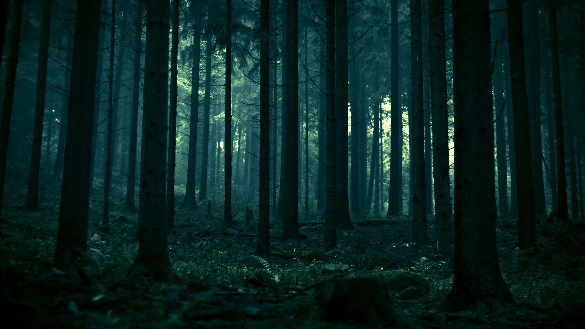 Dark Forest Wallpapers HD High Quality 