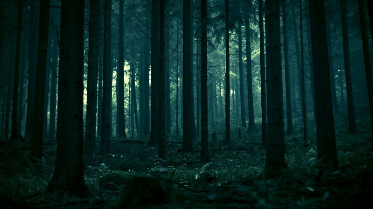 Dark Forest Wallpapers HD High Quality - PixelsTalk