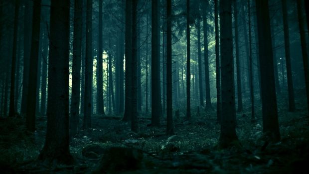 Dark Forest Wallpaper HD.