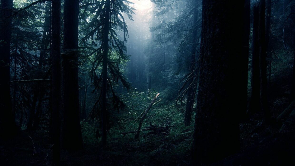 Dark Forest Wallpapers HD High Quality - PixelsTalk