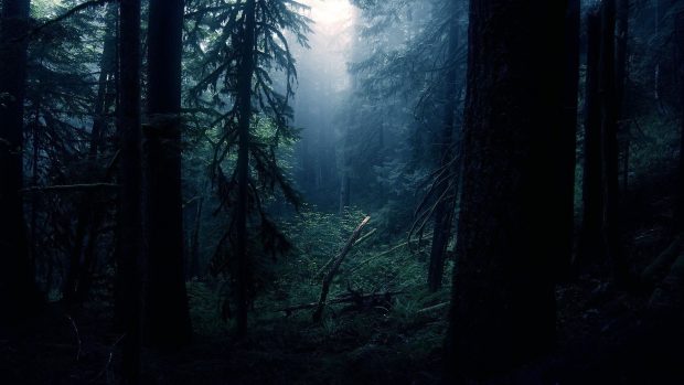 Dark Forest Wallpaper HD 1080p.